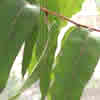 eucalyptuslemon